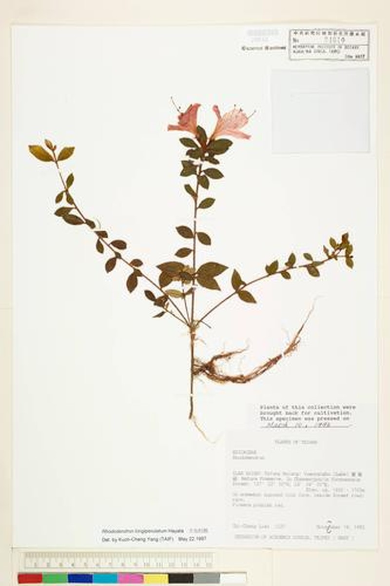 Rhododendron longiperulatum photo 7