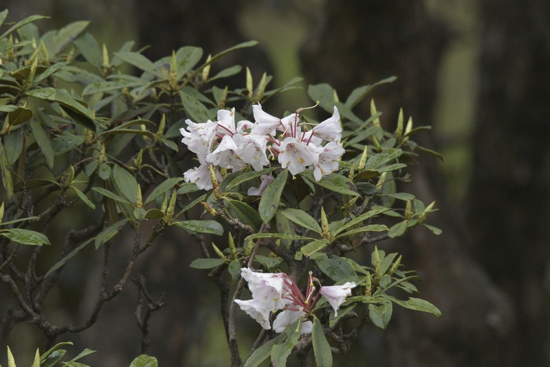 Rhododendron longipes photo 2