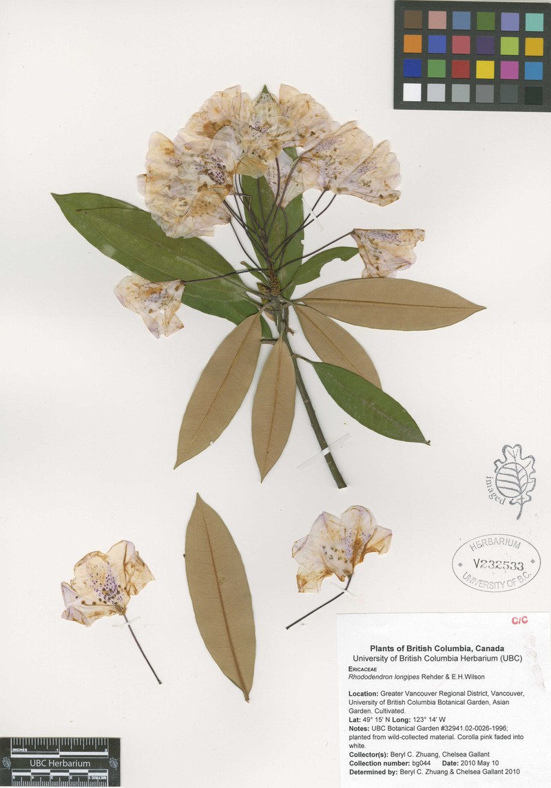 Rhododendron longipes photo 5