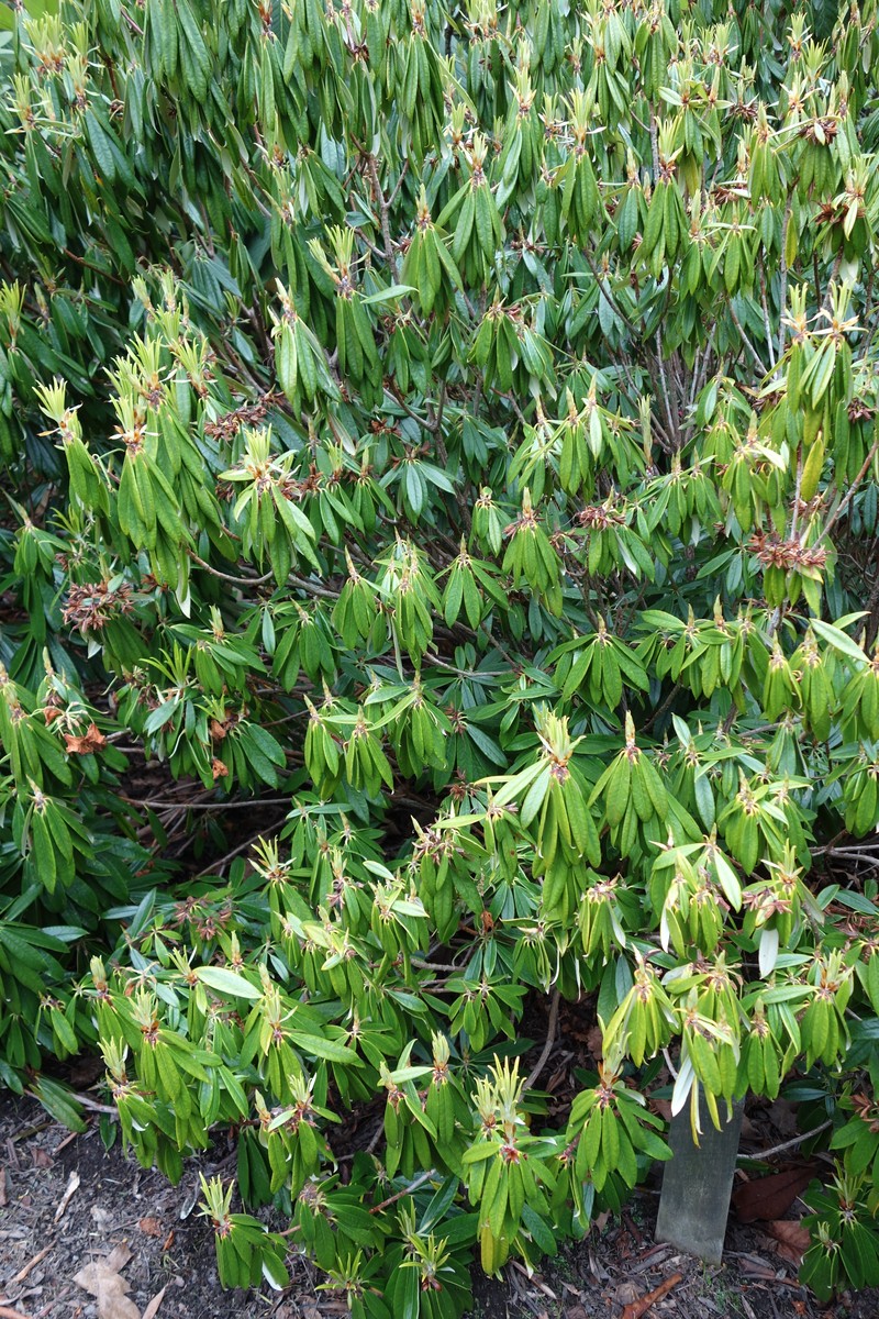 Rhododendron longipes photo 6