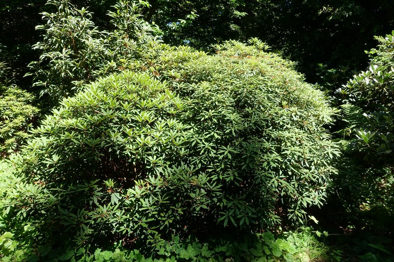 Rhododendron longipes photo 7