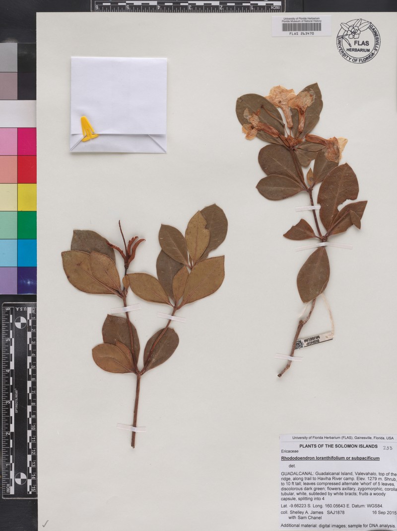 Rhododendron loranthiflorum