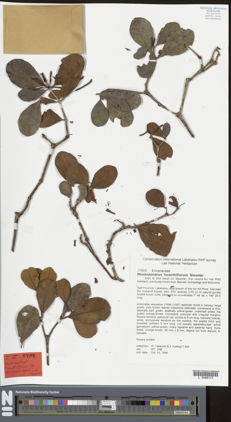 Rhododendron loranthiflorum photo 2