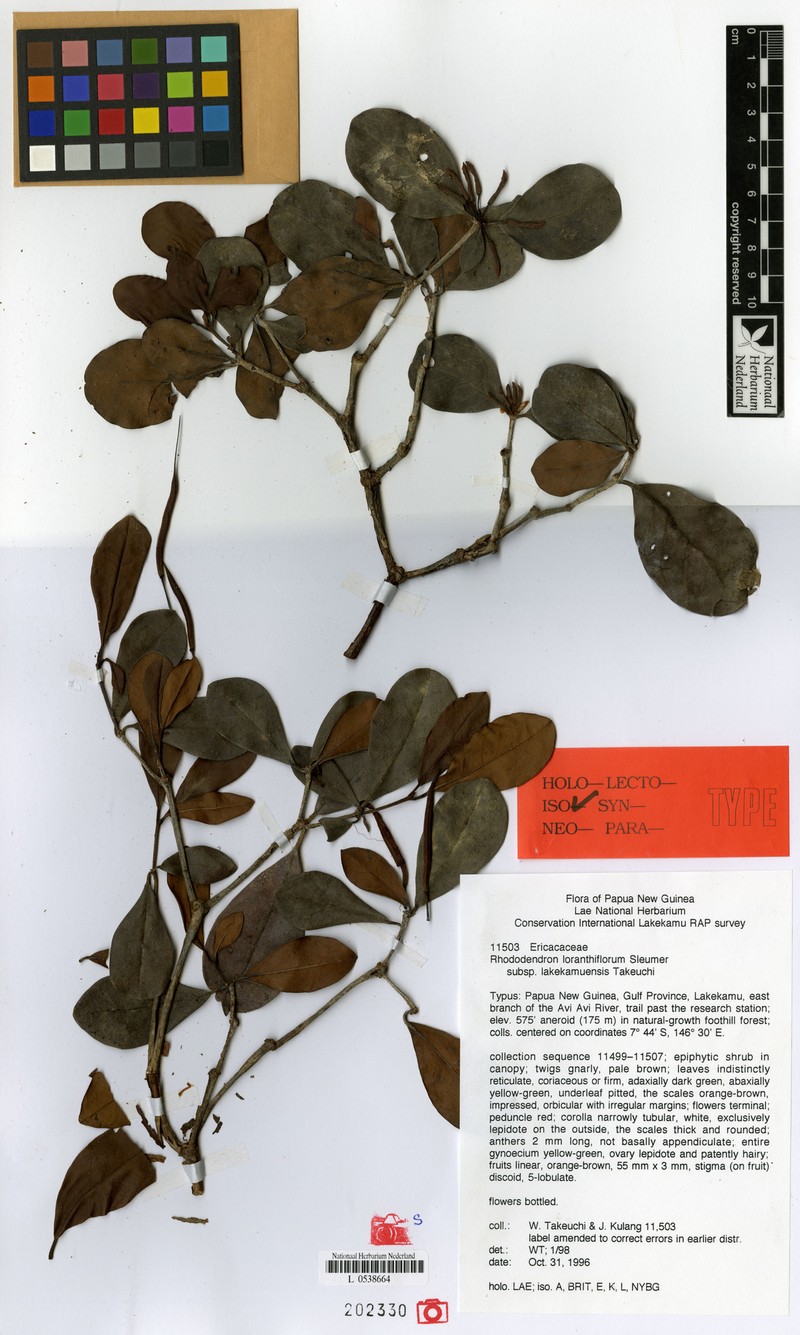 Rhododendron loranthiflorum photo 3