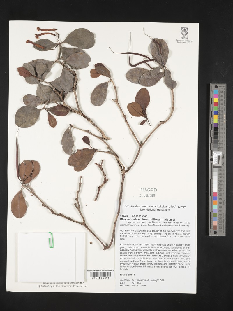 Rhododendron loranthiflorum photo 4