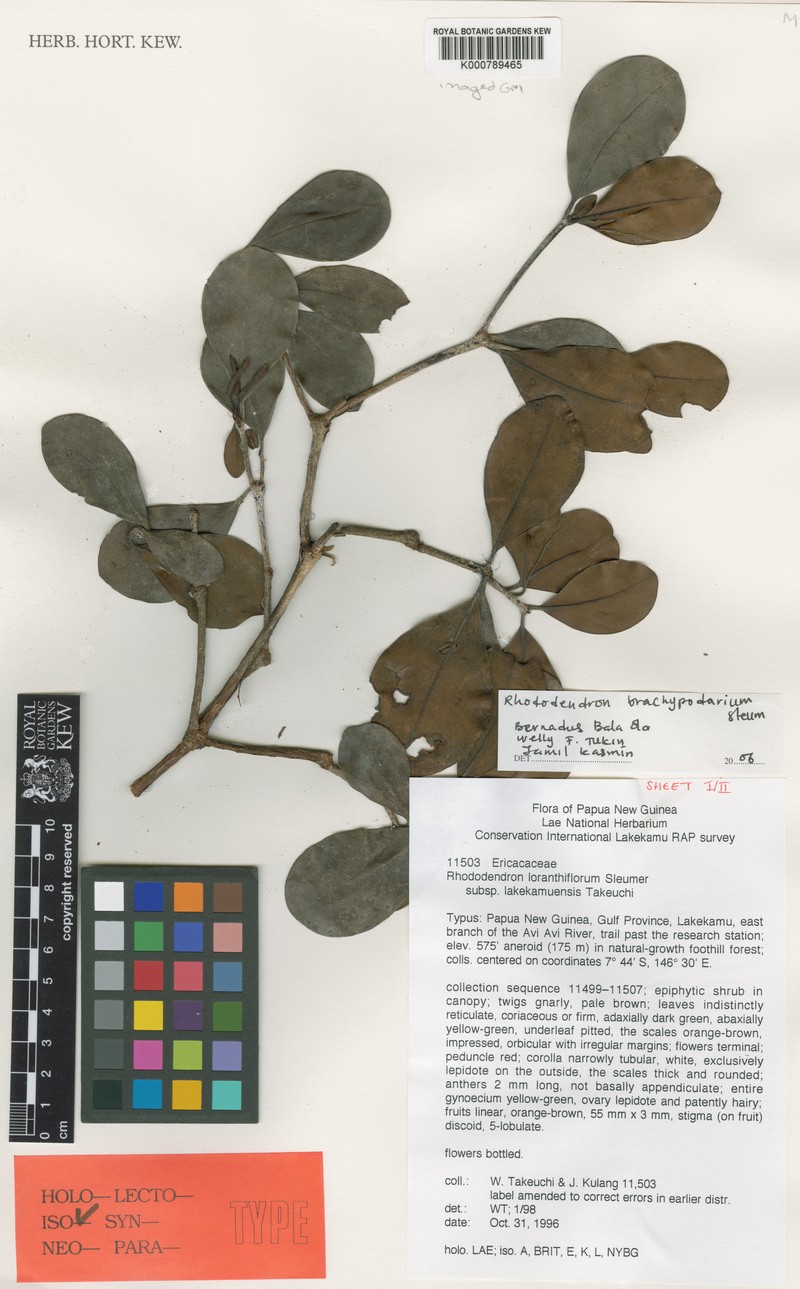 Rhododendron loranthiflorum photo 5