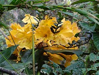 Rhododendron lowii