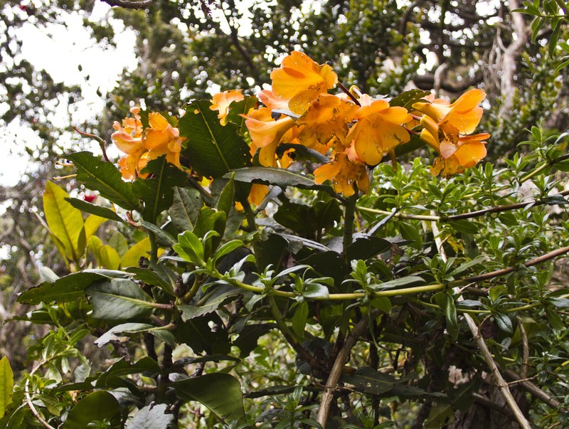 Rhododendron lowii photo 2