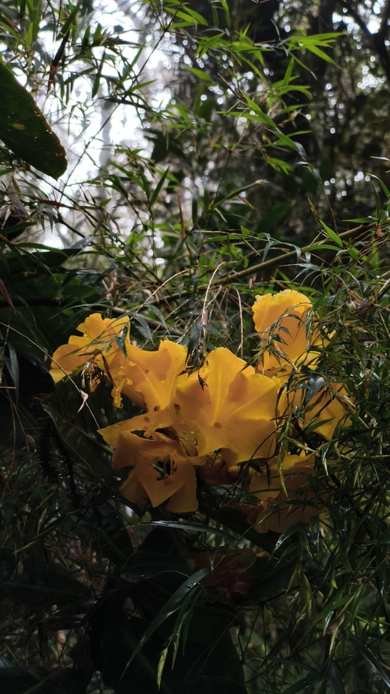 Rhododendron lowii photo 3