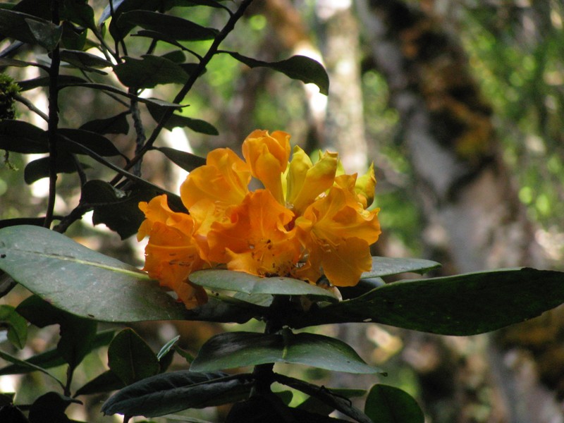 Rhododendron lowii photo 4