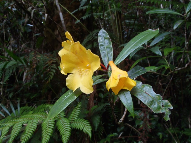 Rhododendron lowii photo 5