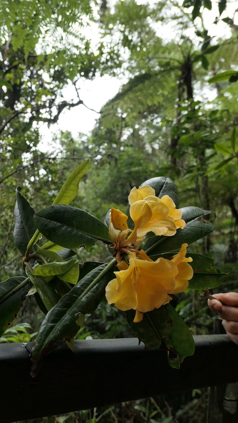Rhododendron lowii photo 6