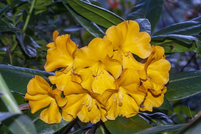 Rhododendron lowii photo 7