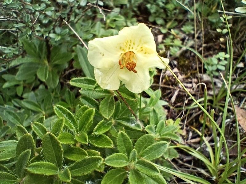 Rhododendron lowndesii photo 2