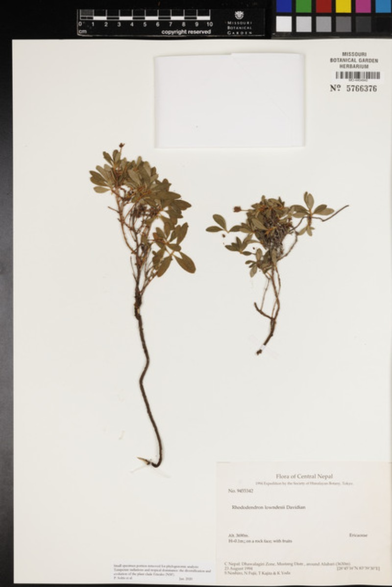 Rhododendron lowndesii photo 3