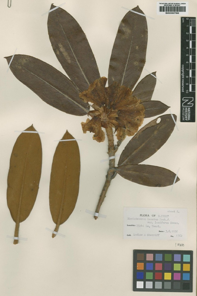 Rhododendron luciferum