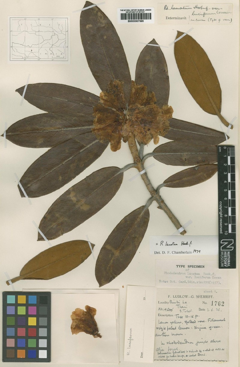 Rhododendron luciferum photo 2