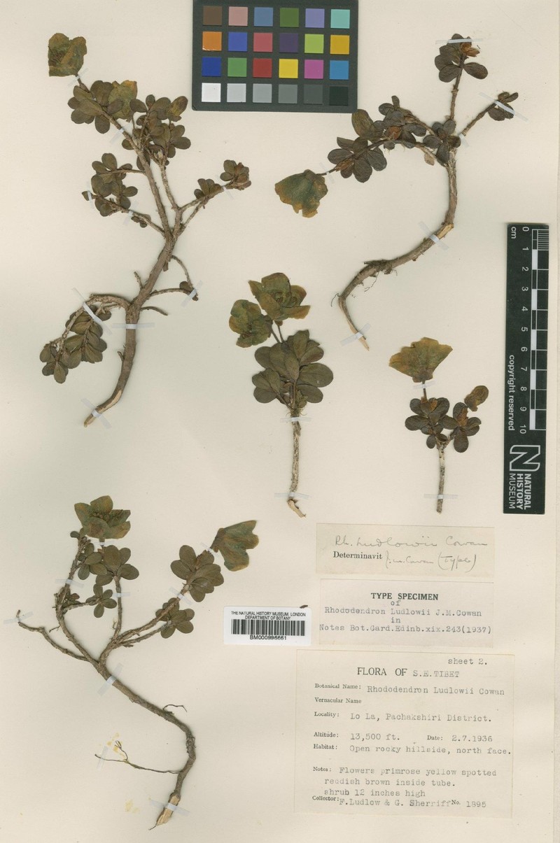 Rhododendron ludlowii photo 2