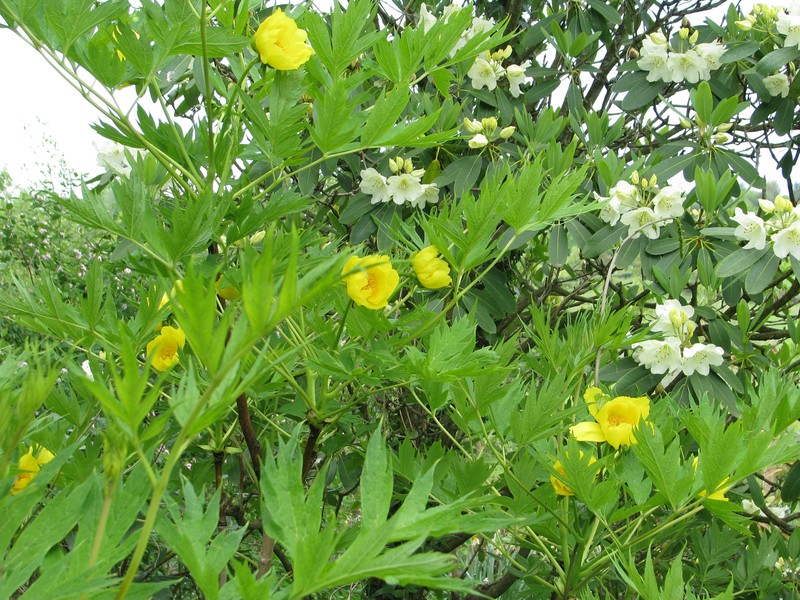 Rhododendron ludlowii