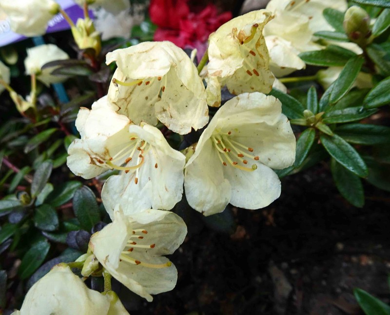 Rhododendron ludlowii photo 4
