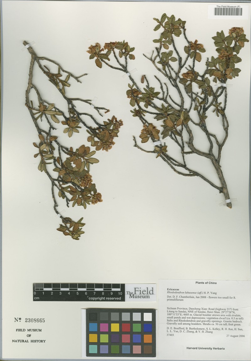 Rhododendron luhuoense