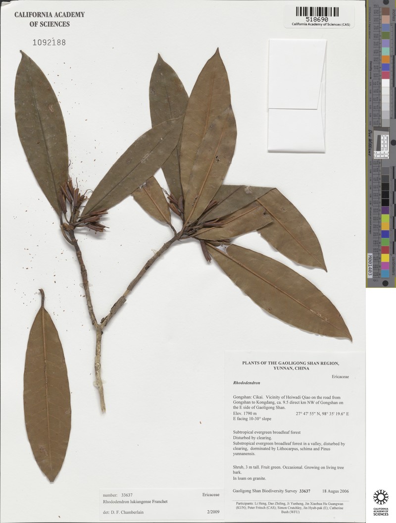 Rhododendron lukiangense