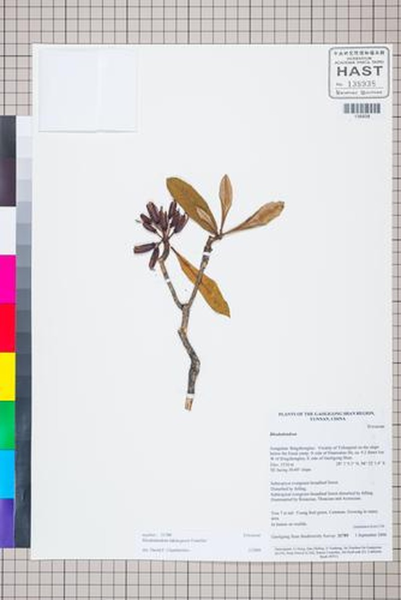 Rhododendron lukiangense photo 4