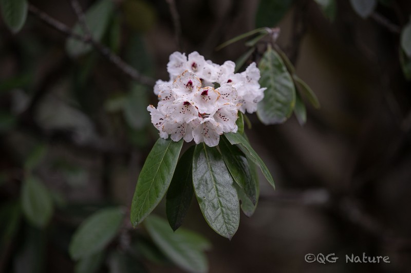Rhododendron lulangense