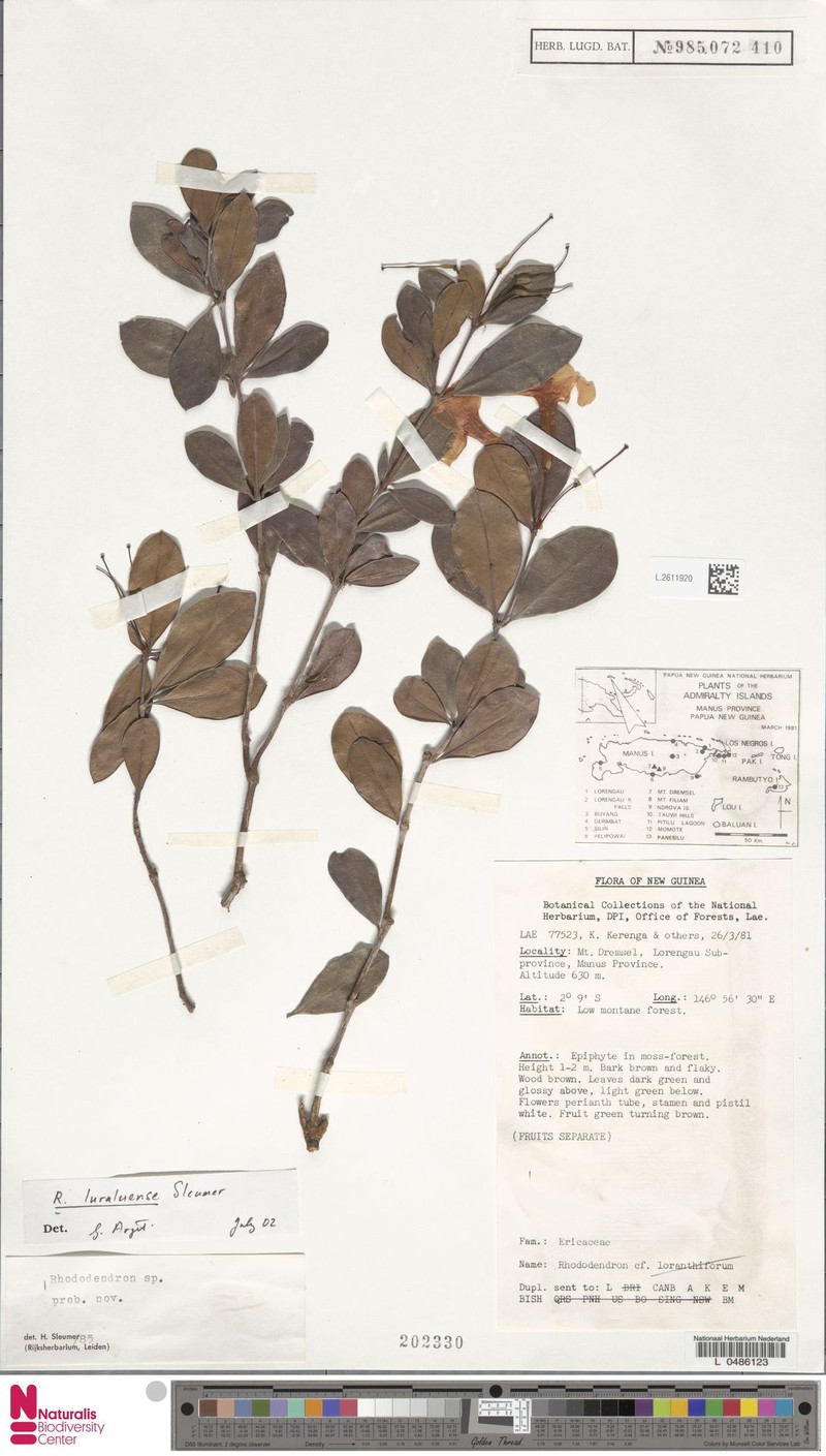 Rhododendron luraluense