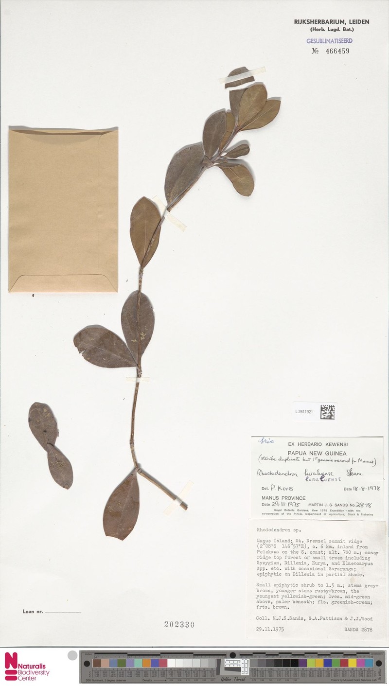 Rhododendron luraluense photo 2