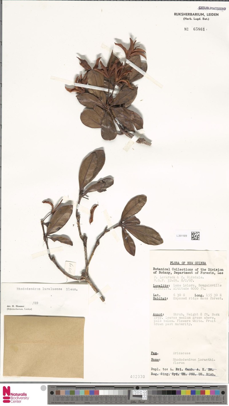 Rhododendron luraluense photo 3