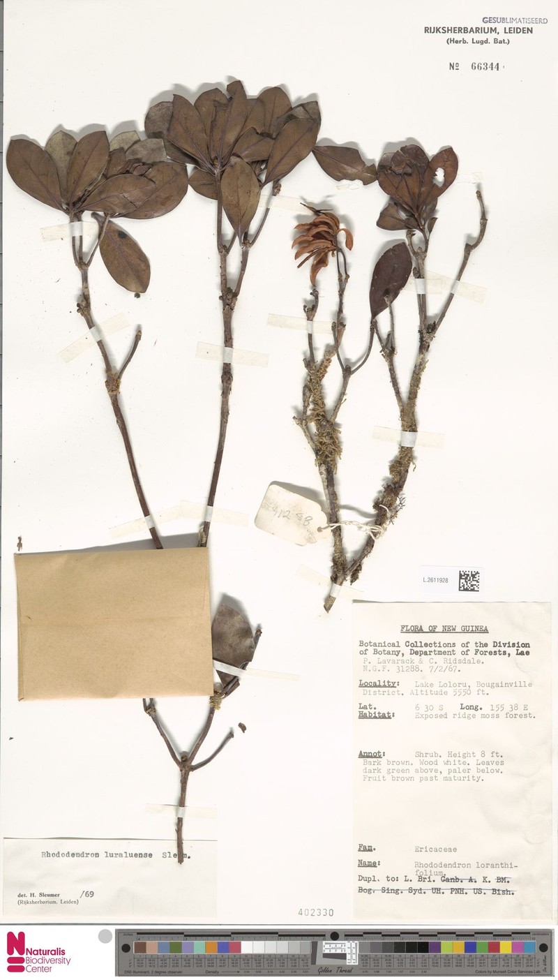 Rhododendron luraluense photo 4