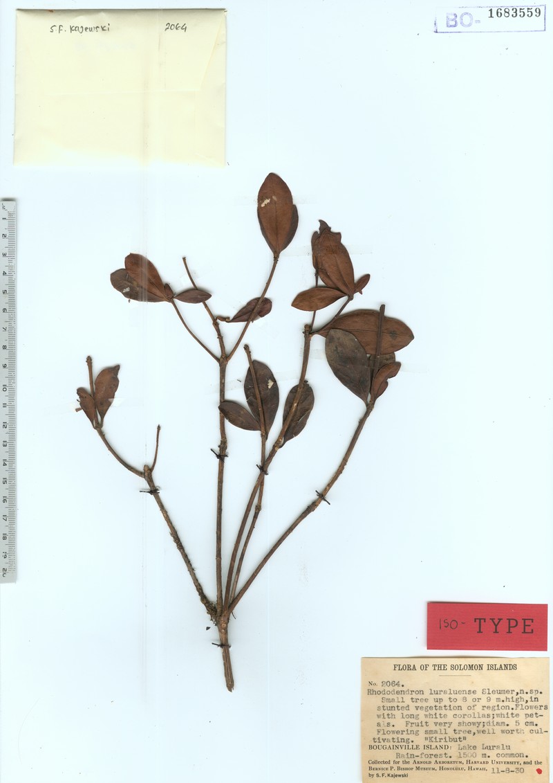 Rhododendron luraluense photo 5