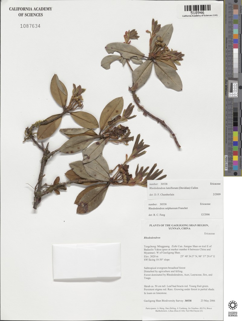 Rhododendron luteiflorum