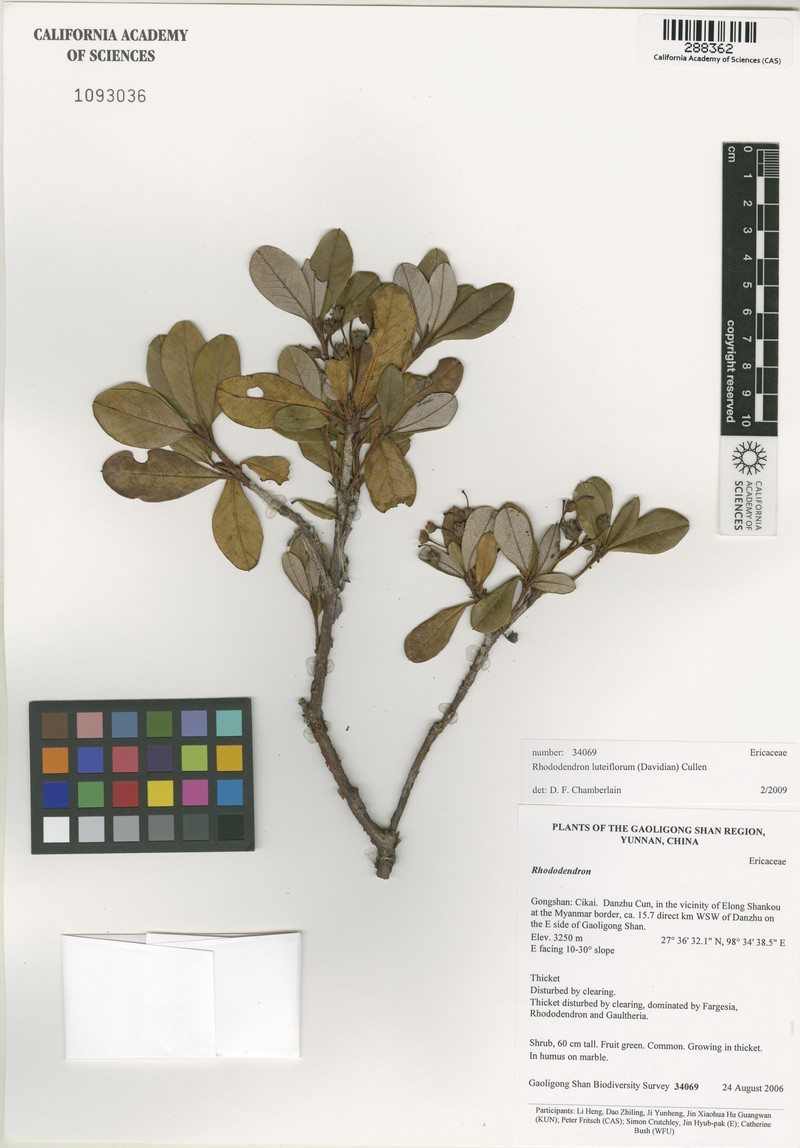 Rhododendron luteiflorum photo 2