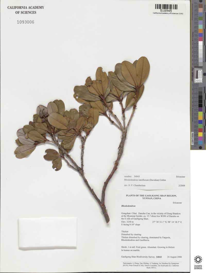 Rhododendron luteiflorum photo 4
