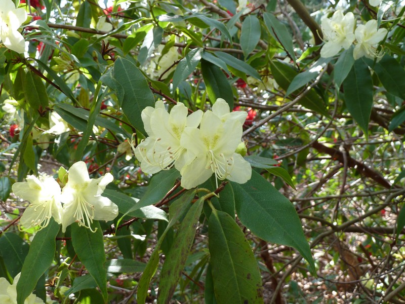 Rhododendron lutescens