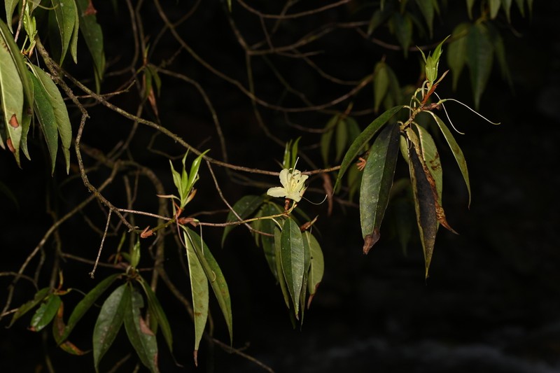 Rhododendron lutescens photo 2