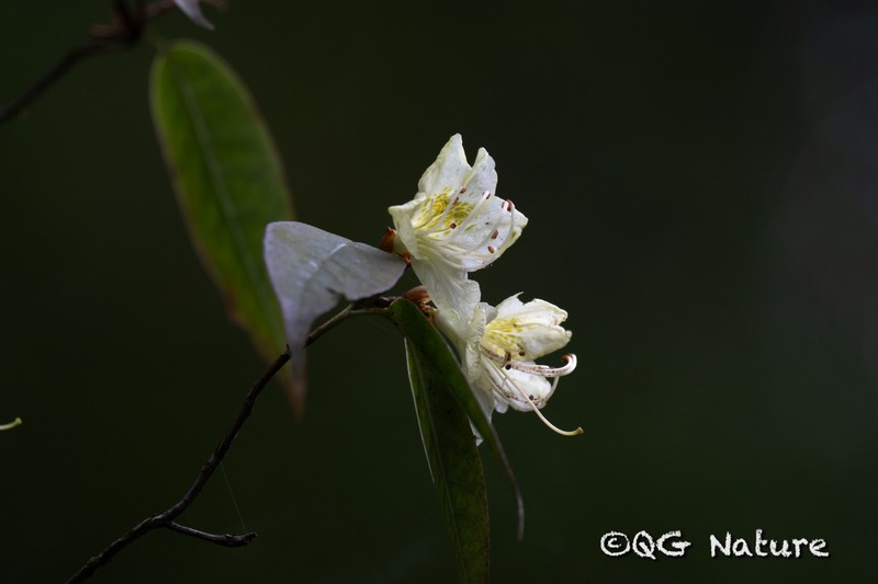 Rhododendron lutescens photo 3