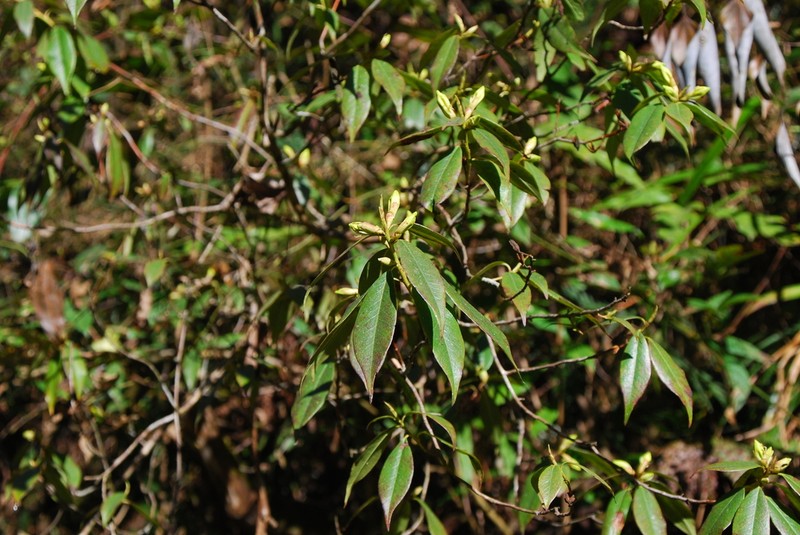 Rhododendron lutescens photo 4