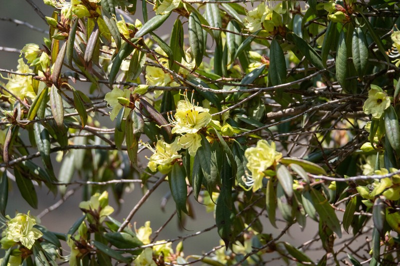 Rhododendron lutescens photo 5