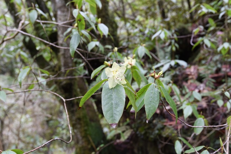 Rhododendron lutescens photo 6