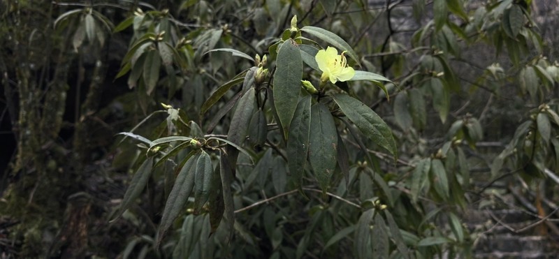 Rhododendron lutescens photo 7