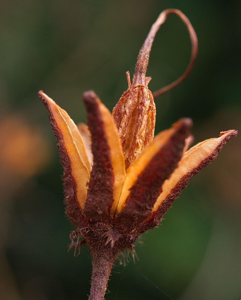Rhododendron luteum photo 2
