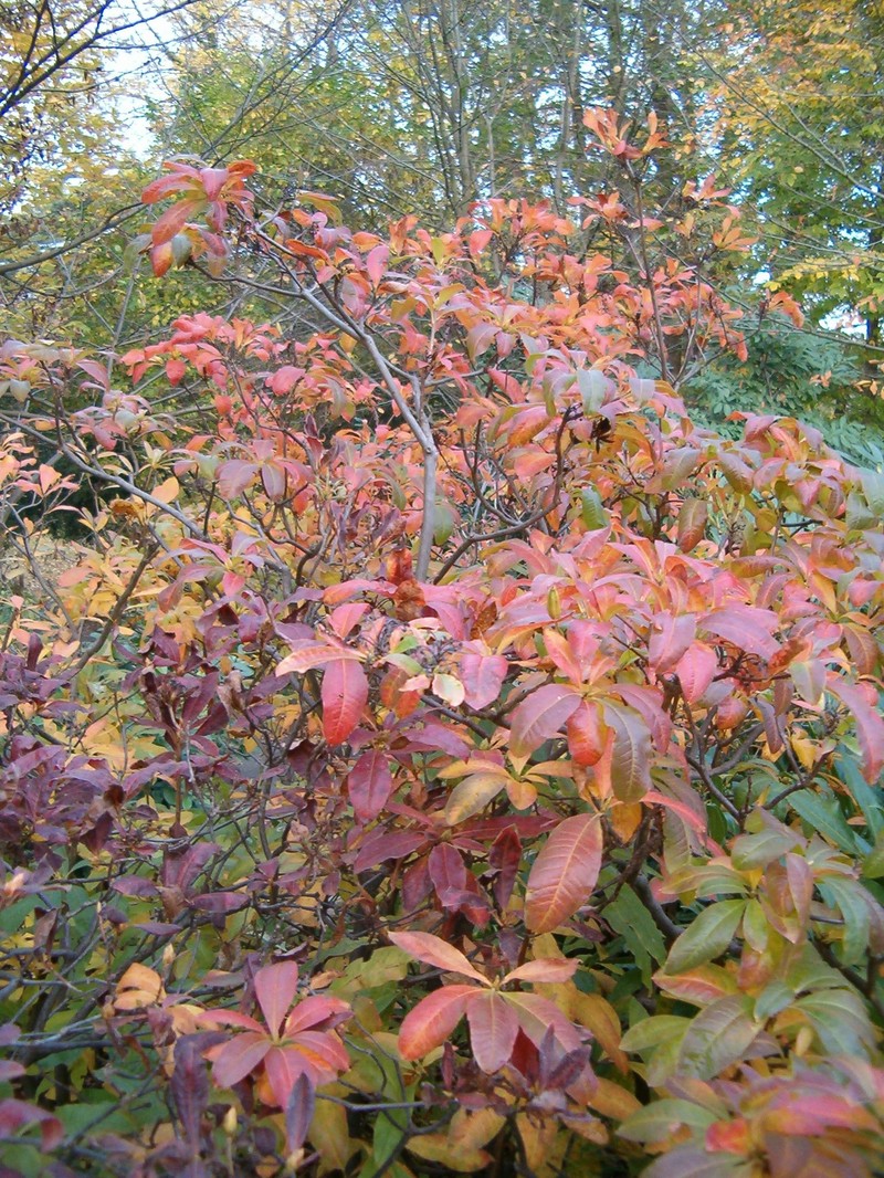 Rhododendron luteum photo 3