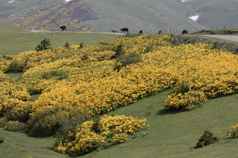 Rhododendron luteum photo 4