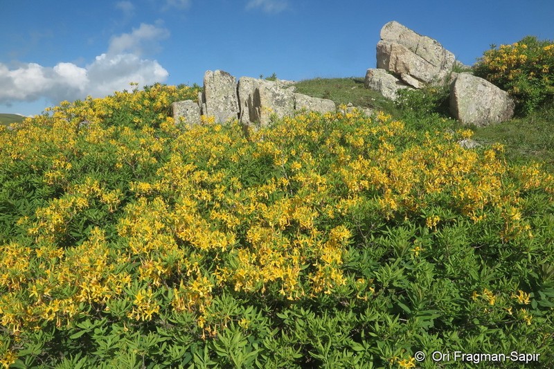 Rhododendron luteum photo 5