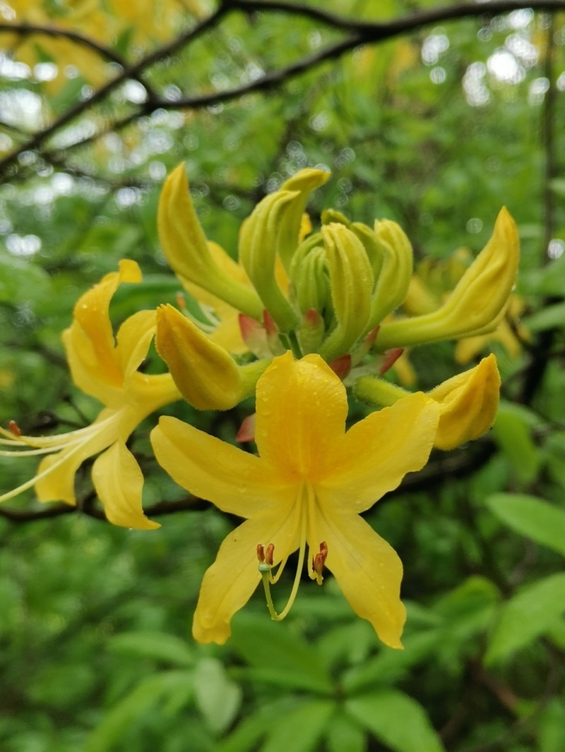 Rhododendron luteum photo 6
