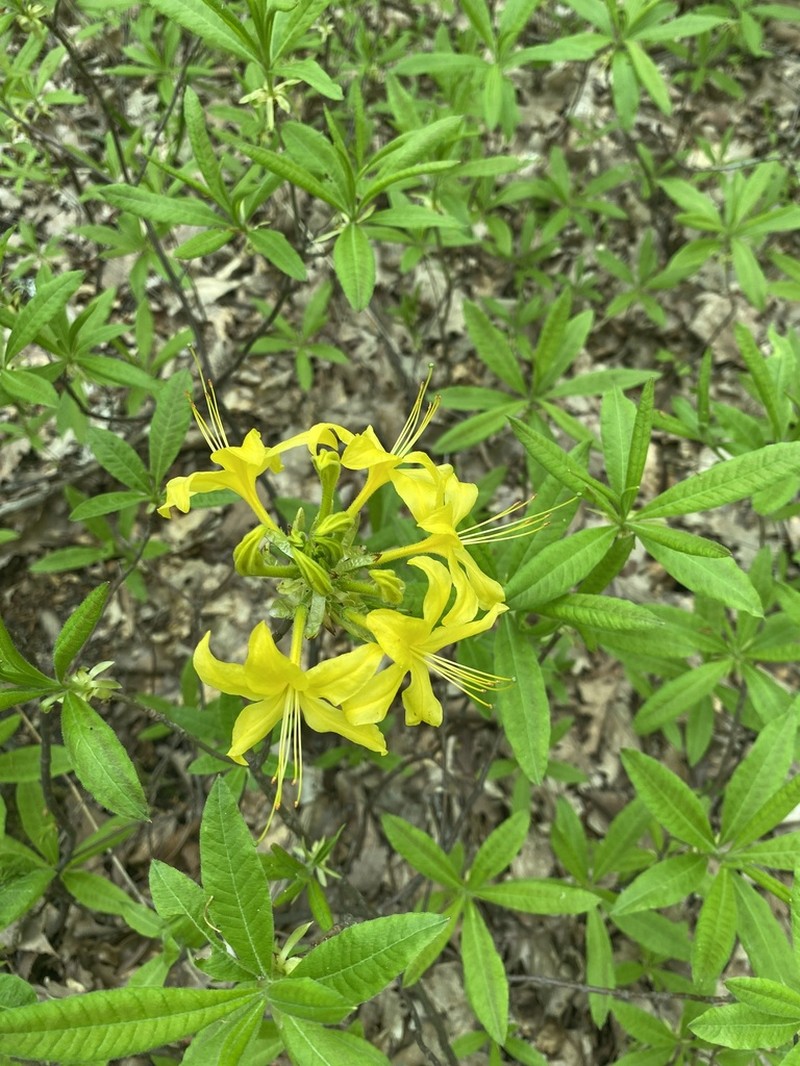 Rhododendron luteum photo 7
