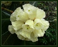Rhododendron macabeanum